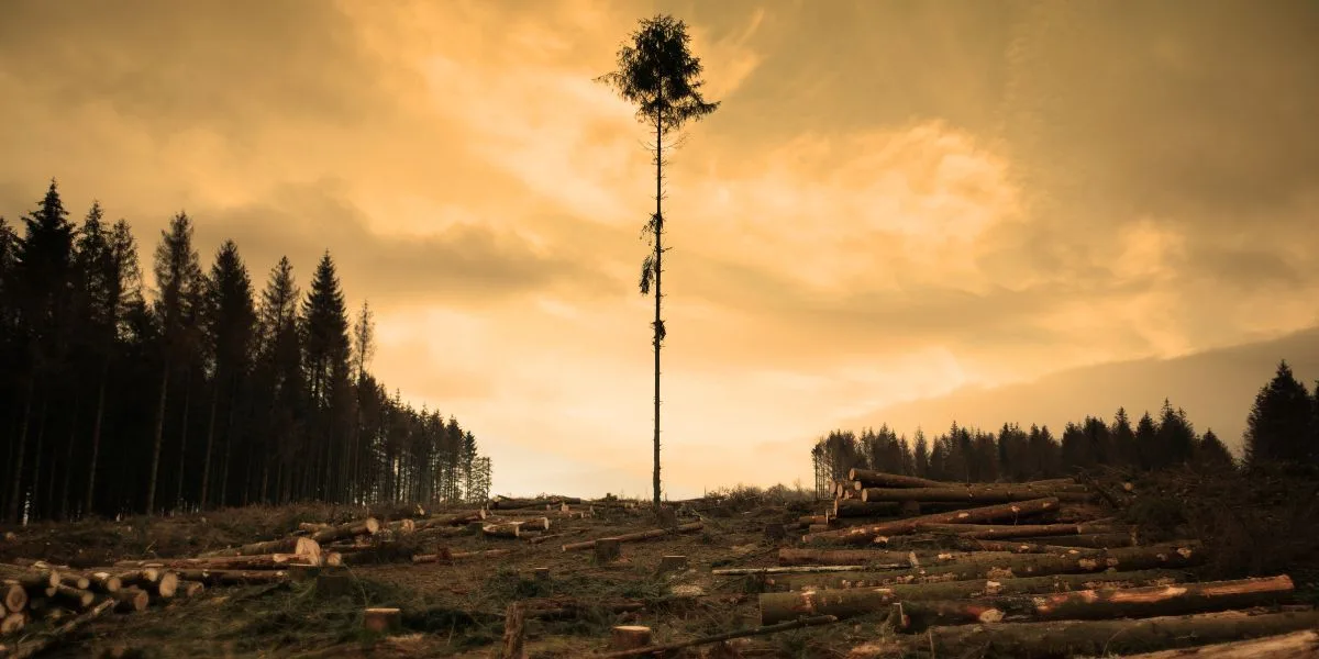deforestazione-urbana-copertina-2